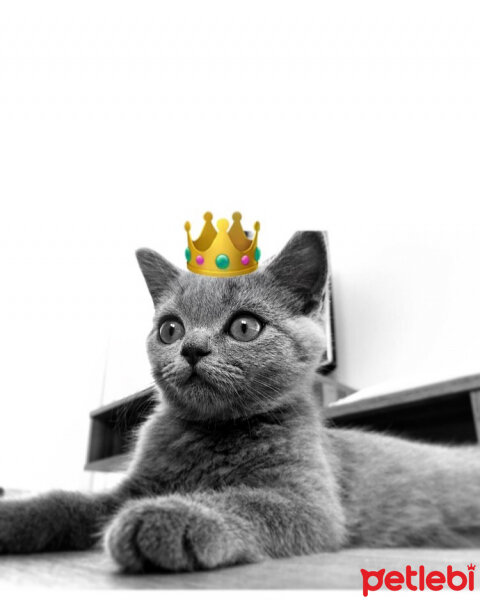 British Shorthair, Kedi  Buğday fotoğrafı