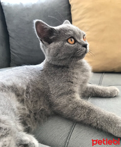 British Shorthair, Kedi  Buğday fotoğrafı