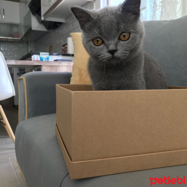 British Shorthair, Kedi  Buğday fotoğrafı