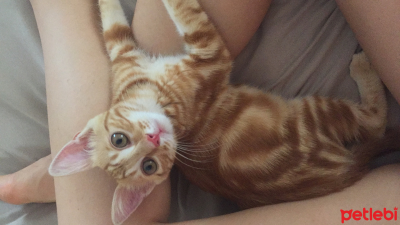 Tekir Kedi, Kedi  Sarışın fotoğrafı