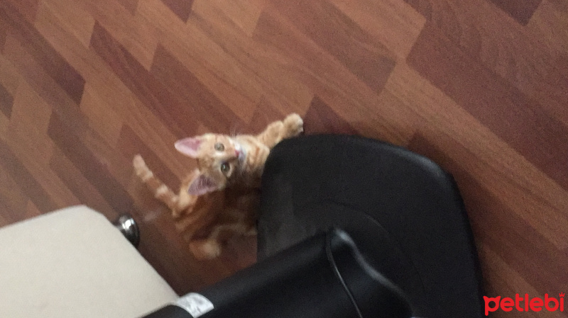Tekir Kedi, Kedi  Sarışın fotoğrafı