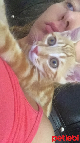 Tekir Kedi, Kedi  Sarışın fotoğrafı