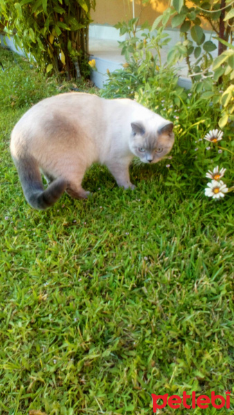 British Shorthair, Kedi  Milka fotoğrafı