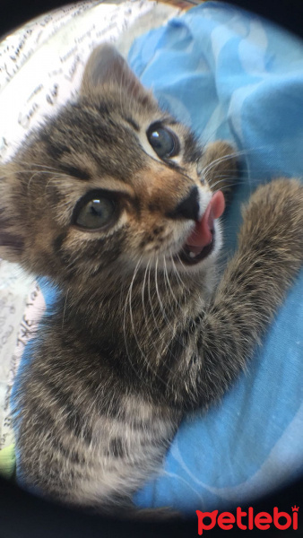 Tekir Kedi, Kedi  Gezgin fotoğrafı