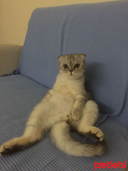 Scottish Fold, Kedi  BONYA fotoğrafı