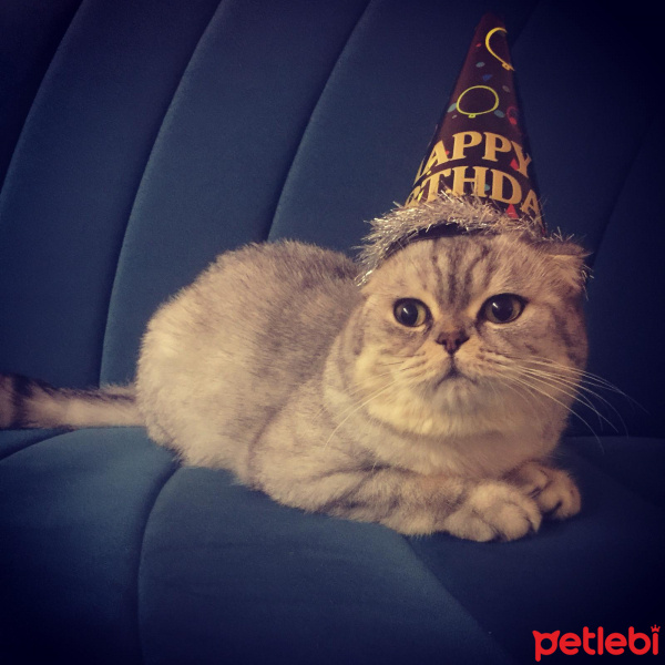 Scottish Fold, Kedi  BONYA fotoğrafı