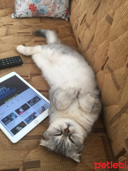 Scottish Fold, Kedi  BONYA fotoğrafı