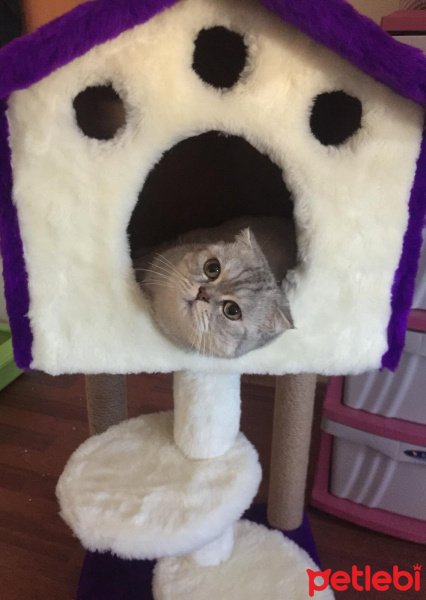 Scottish Fold, Kedi  BONYA fotoğrafı