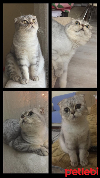 Scottish Fold, Kedi  BONYA fotoğrafı