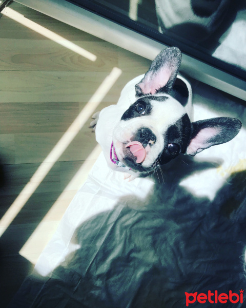 Fransız Bulldog, Köpek  Mişa fotoğrafı