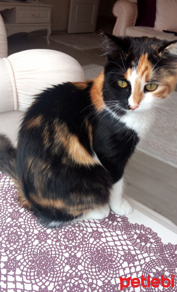 Tekir Kedi, Kedi  Ekim fotoğrafı