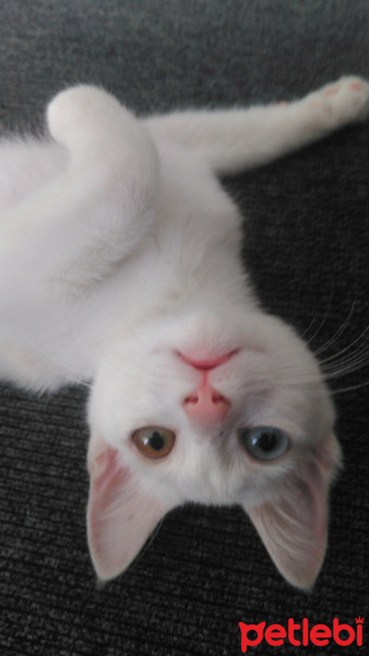 Van Kedisi, Kedi  Pamuk fotoğrafı
