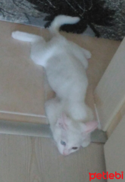 Van Kedisi, Kedi  Pamuk fotoğrafı