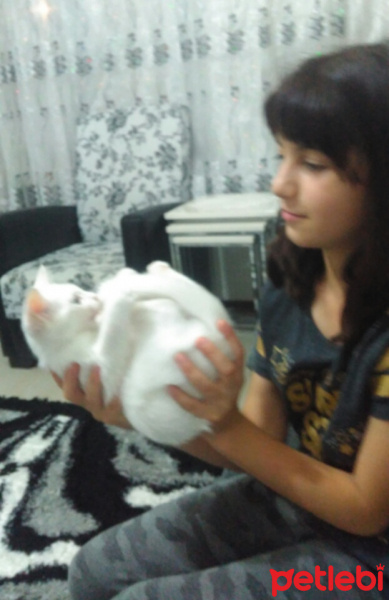 Van Kedisi, Kedi  Pamuk fotoğrafı