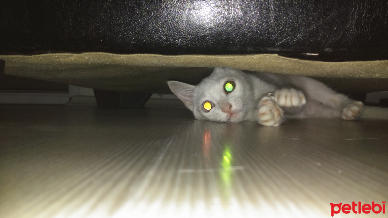 Van Kedisi, Kedi  Pamuk fotoğrafı