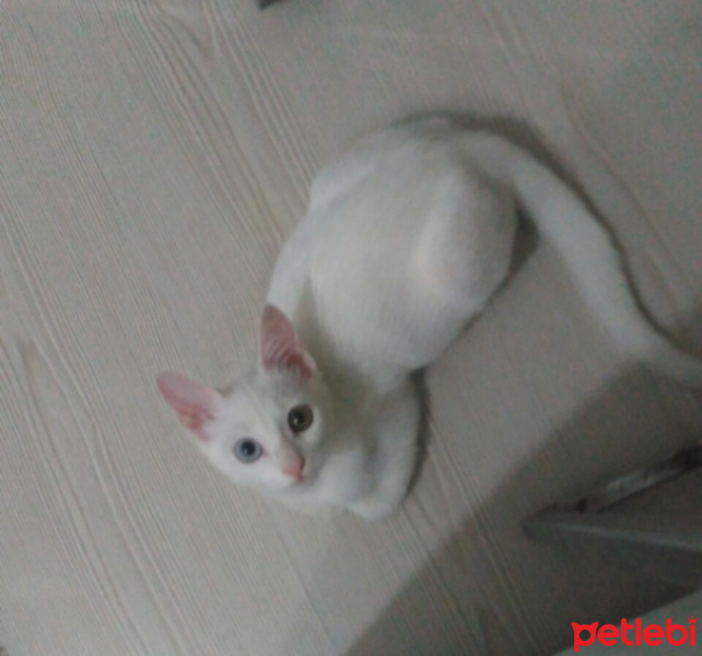 Van Kedisi, Kedi  Pamuk fotoğrafı