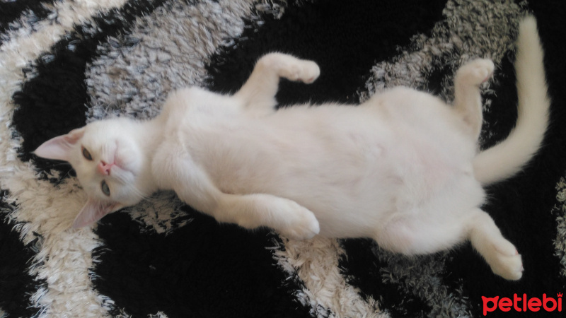 Van Kedisi, Kedi  Pamuk fotoğrafı