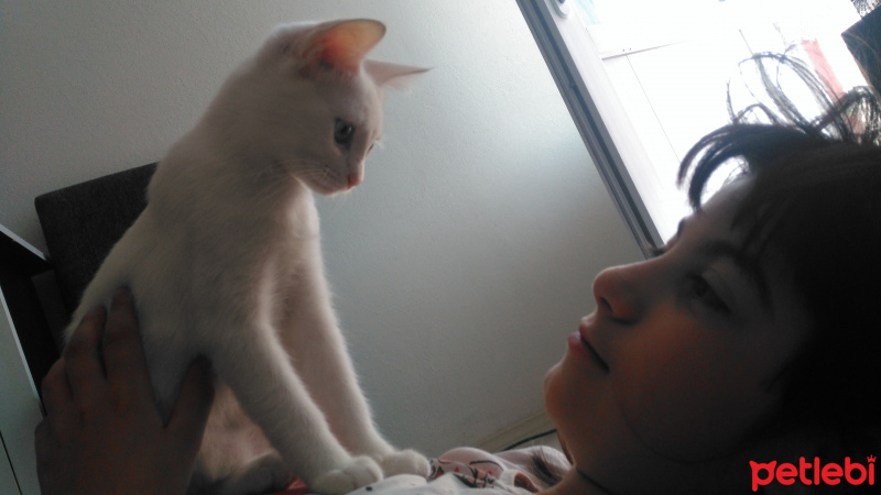 Van Kedisi, Kedi  Pamuk fotoğrafı