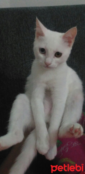 Van Kedisi, Kedi  Pamuk fotoğrafı