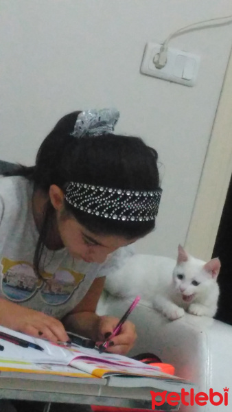 Van Kedisi, Kedi  Pamuk fotoğrafı
