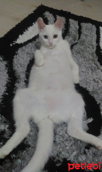 Van Kedisi, Kedi  Pamuk fotoğrafı