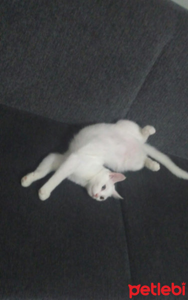 Van Kedisi, Kedi  Pamuk fotoğrafı