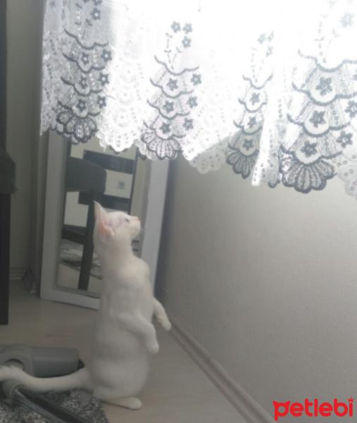 Van Kedisi, Kedi  Pamuk fotoğrafı