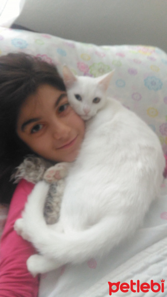 Van Kedisi, Kedi  Pamuk fotoğrafı
