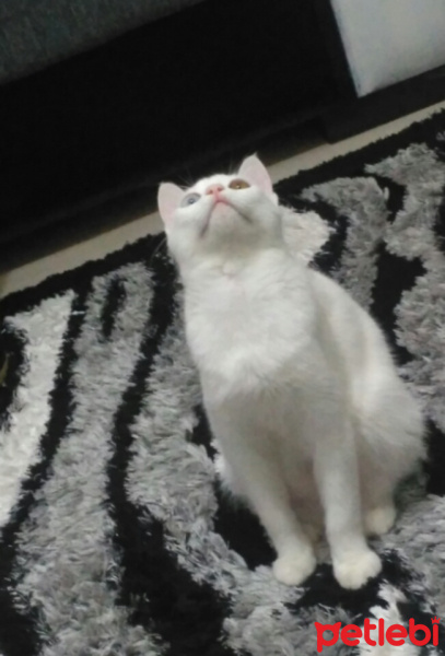 Van Kedisi, Kedi  Pamuk fotoğrafı