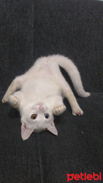 Van Kedisi, Kedi  Pamuk fotoğrafı