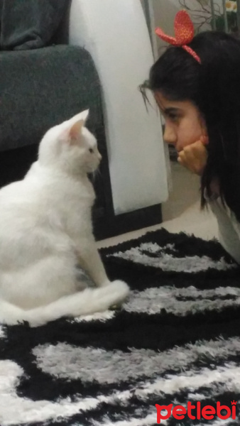Van Kedisi, Kedi  Pamuk fotoğrafı