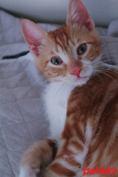 Bengal, Kedi  Rom fotoğrafı