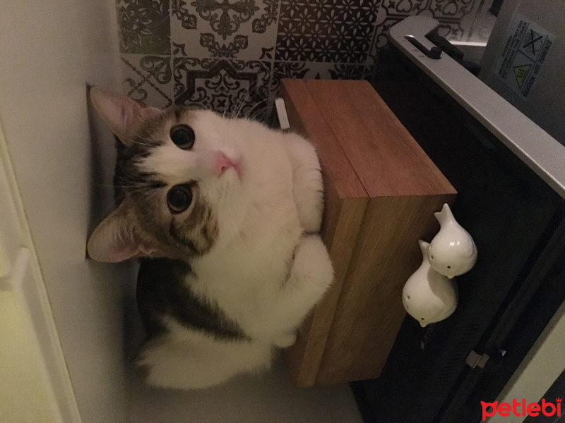 Tekir Kedi, Kedi  Minnoş fotoğrafı