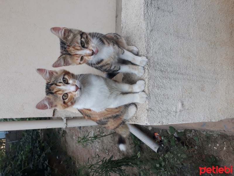 Tekir Kedi, Kedi  Sarı fotoğrafı
