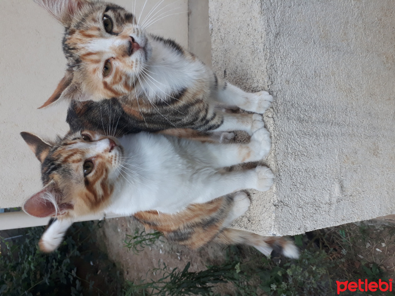 Tekir Kedi, Kedi  Sarı fotoğrafı