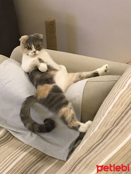 Scottish Fold, Kedi  Pirinç fotoğrafı