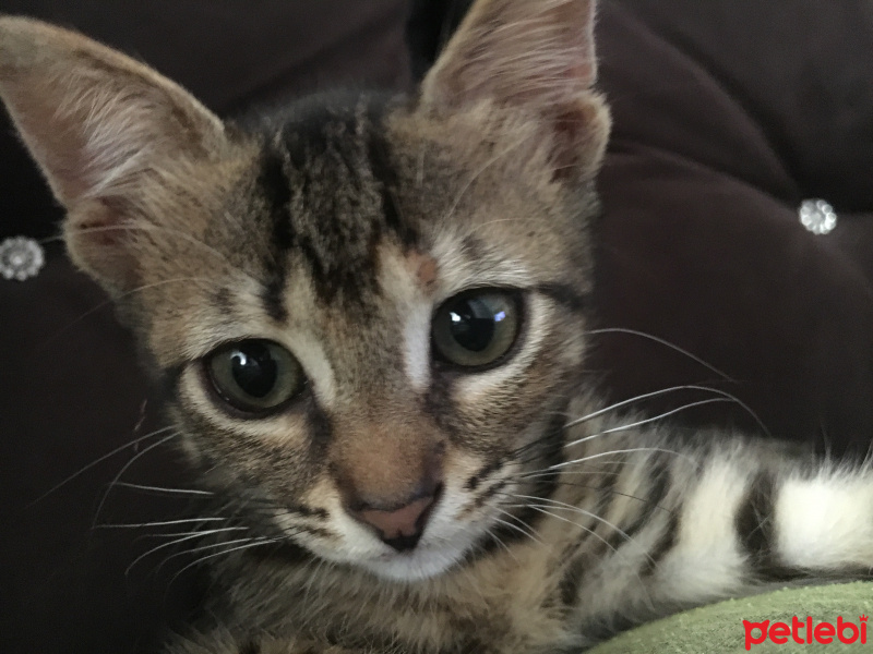 Tekir Kedi, Kedi  Pıspıs fotoğrafı