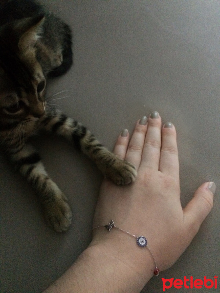Tekir Kedi, Kedi  Pıspıs fotoğrafı