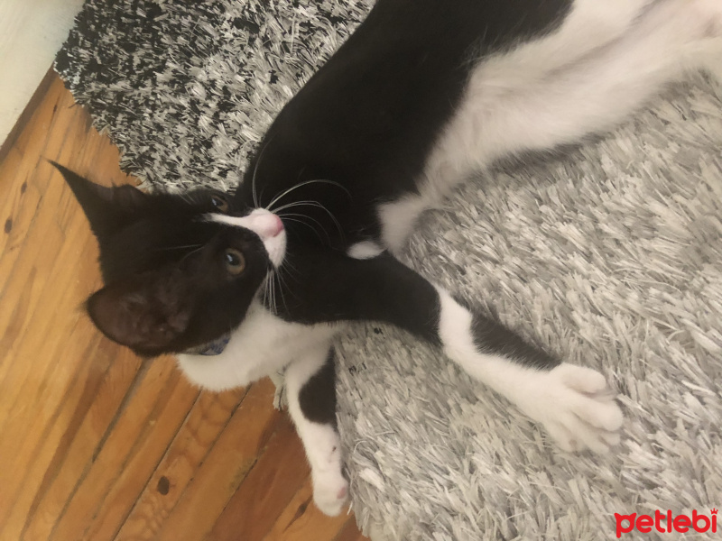Tuxedo (Smokin) Kedi, Kedi  Pastel fotoğrafı