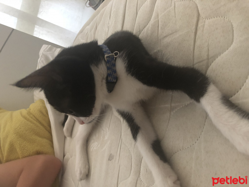 Tuxedo (Smokin) Kedi, Kedi  Pastel fotoğrafı