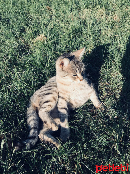 Tekir Kedi, Kedi  Mayıs fotoğrafı