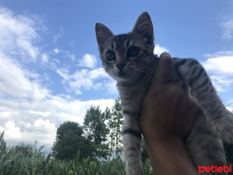 Tekir Kedi, Kedi  Mayıs fotoğrafı