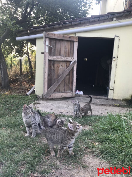 Tekir Kedi, Kedi  Mayıs fotoğrafı