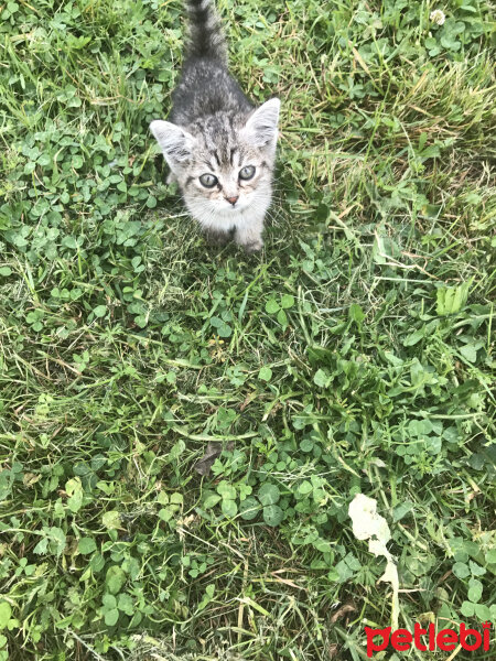 Tekir Kedi, Kedi  Mayıs fotoğrafı