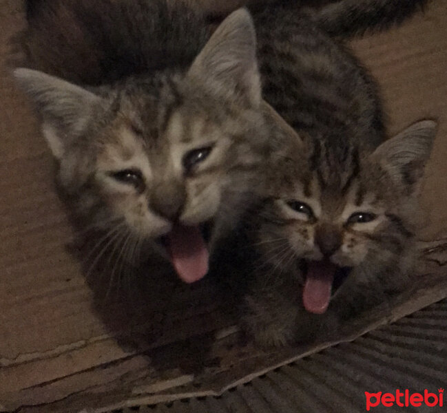 Tekir Kedi, Kedi  Mayıs fotoğrafı