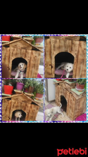Maltese, Köpek  Sütlaç fotoğrafı