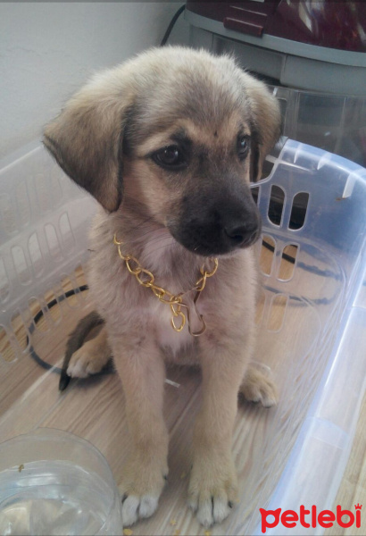 Sokö (Sokak Köpeği), Köpek  Sınır fotoğrafı