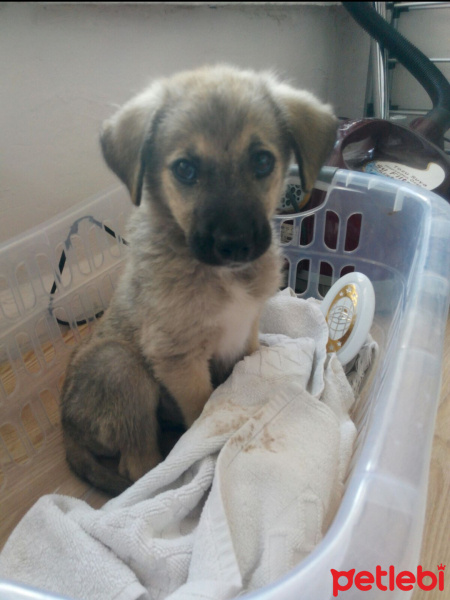 Sokö (Sokak Köpeği), Köpek  Sınır fotoğrafı