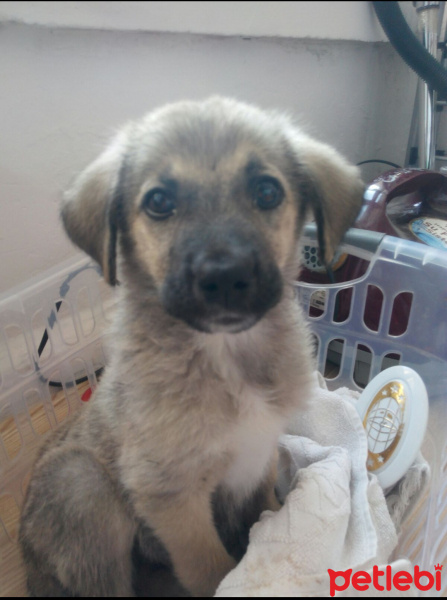 Sokö (Sokak Köpeği), Köpek  Sınır fotoğrafı