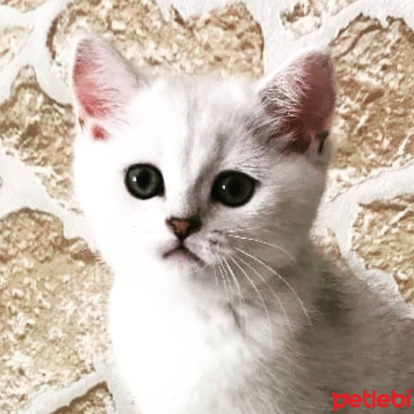 British Shorthair, Kedi  Romeo fotoğrafı